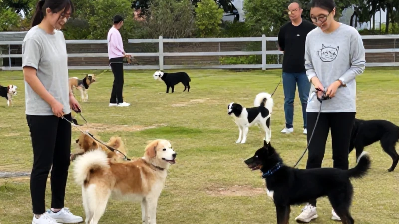 Köpek Eğitimi Temel İtaat ve İleri İtaat Kursu Ücreti