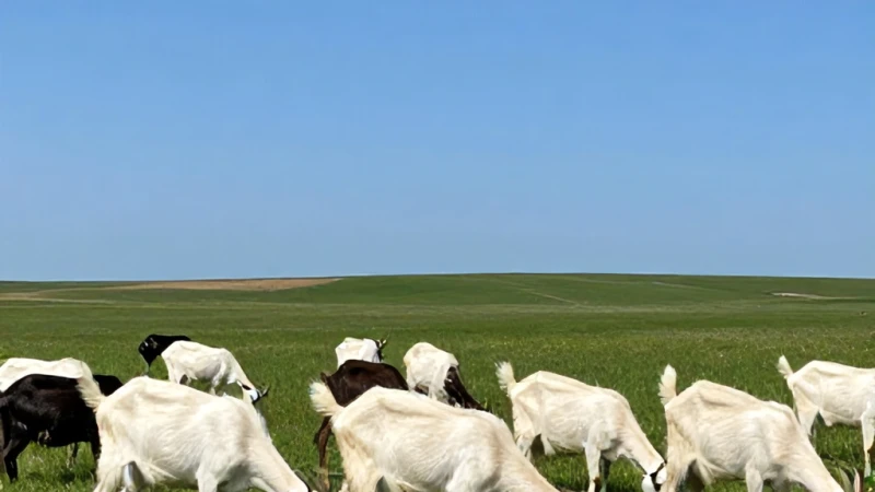 Sıfır Süt Keçisi Saanen ve Halep Keçisi Alım Maliyeti